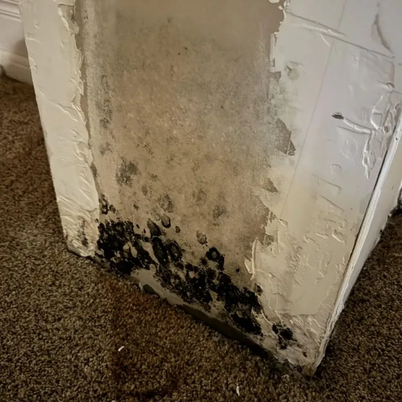 Professional Mold Removal in Auburn, KY